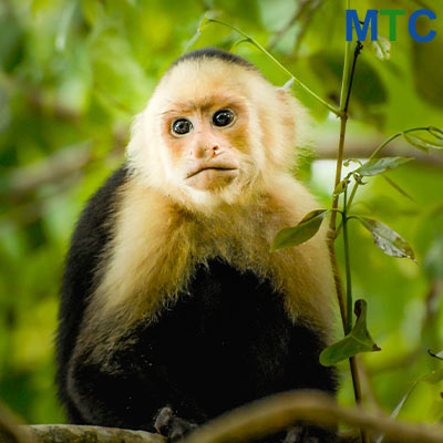 Capuchin monkey in Manuel Antonio