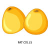 Fat Cells