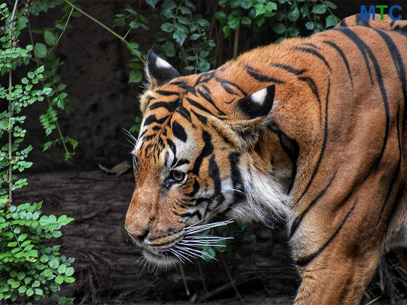 Izmir Wildlife Park in Turkey