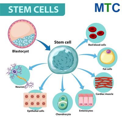 Stem Cells